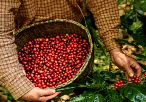 fresh coffee beans