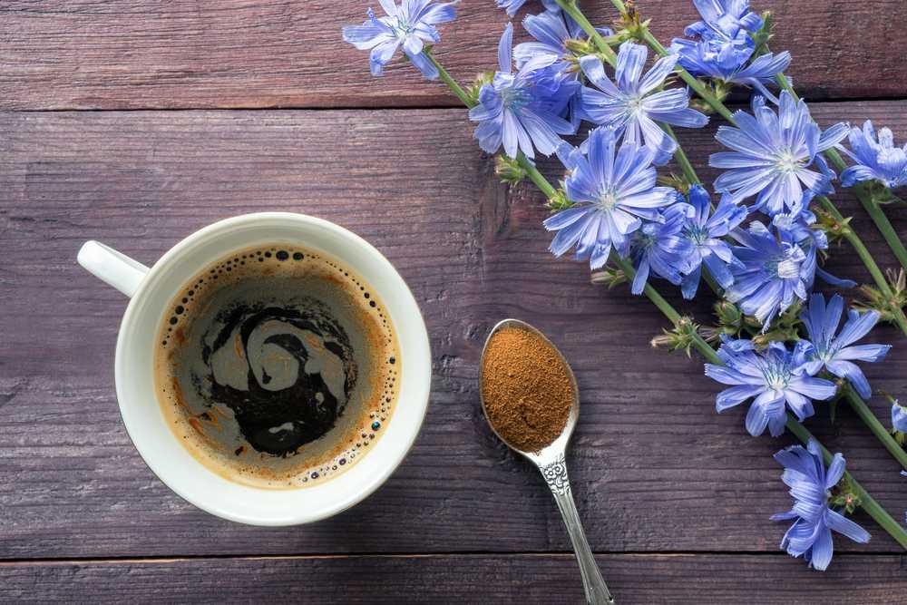 what is coffee with chicory